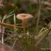 Paddestoelen 2016-8371