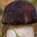 Paddestoelen 2016-8374