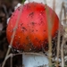 Paddestoelen 2016-8393