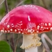 Paddestoelen 2016-2