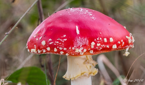 Paddestoelen 2016-2