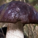 Paddestoelen 2016--2