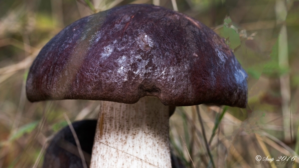 Paddestoelen 2016--2