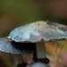 Paddestoelen 2016-8458