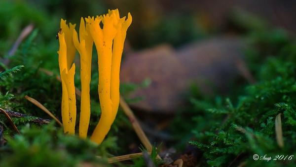 Paddestoelen 2016-8479-Edit