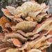 Paddestoelen 2016-8488