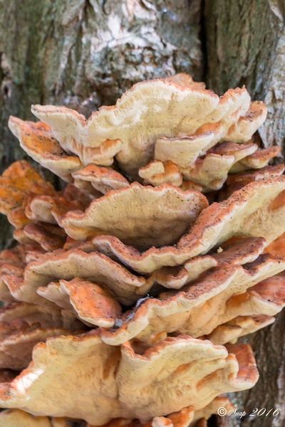 Paddestoelen 2016-8488