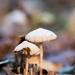 Paddestoelen 2016-8493