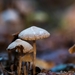 Paddestoelen 2016-8495