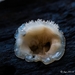 Paddestoelen 2016-8507