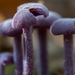 Paddestoelen 2016-8515