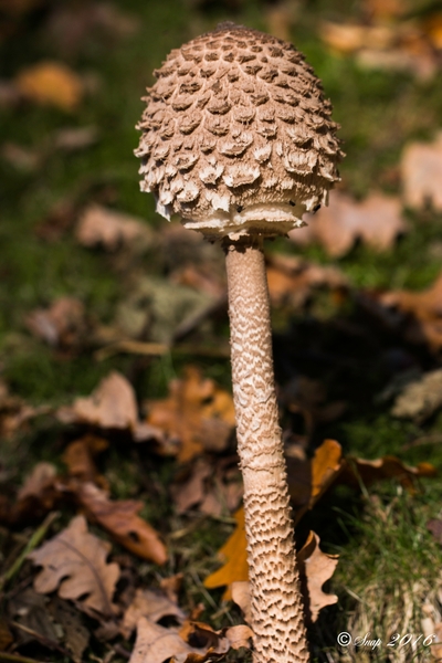 Paddestoelen 2016-8518