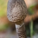 Paddestoelen 2016-8521