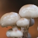 Paddestoelen 2016-8527