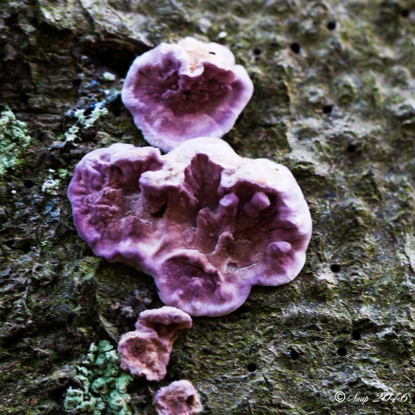 Paddestoelen 2016-8550