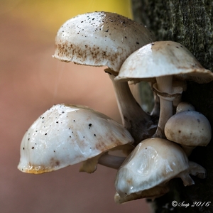 Paddestoelen 2016-8552