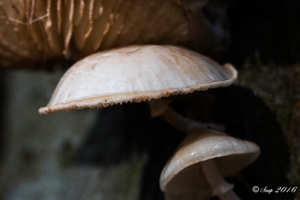 Paddestoelen 2016-8554