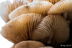Paddestoelen 2016-8564