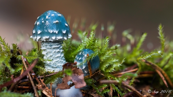 Paddestoelen 2016-8570