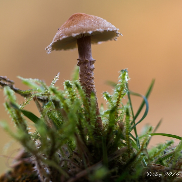 Paddestoelen 2016-8579