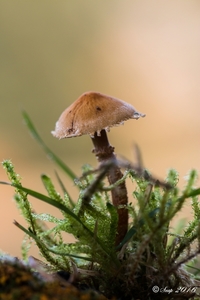 Paddestoelen 2016-8581