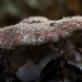 Paddestoelen 2016-8672