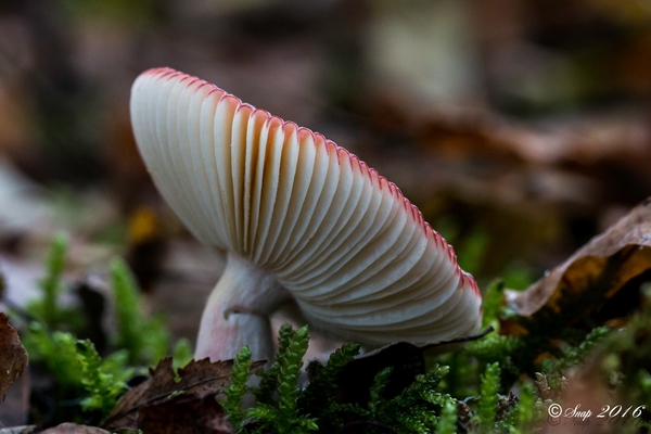 Paddestoelen 2016-8667