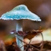 Paddestoelen 2016-8669