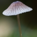 Paddestoelen 2016-8692