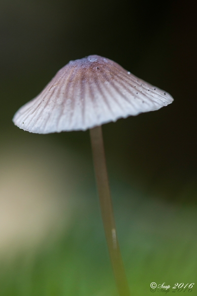 Paddestoelen 2016-8692