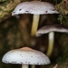 Paddestoelen 2016-8695