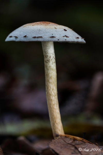 Paddestoelen 2016-8696