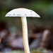 Paddestoelen 2016-8697