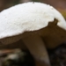 Paddestoelen 2016-8698