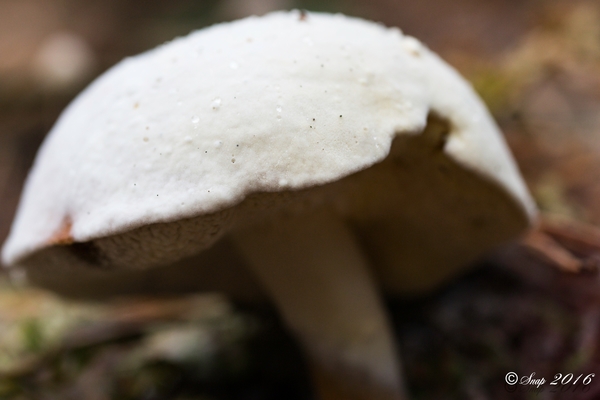 Paddestoelen 2016-8698