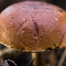 Paddestoelen 2016-8702