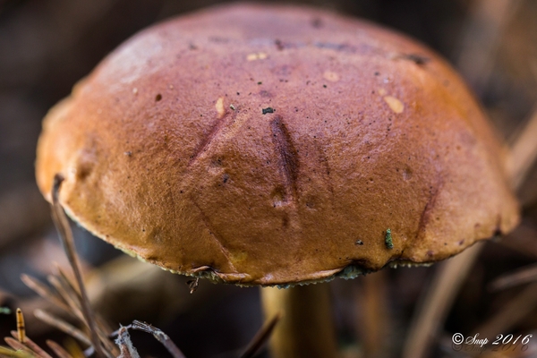 Paddestoelen 2016-8702