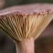 Paddestoelen 2016-8705