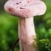 Paddestoelen 2016-8709