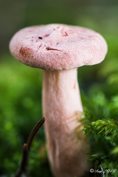 Paddestoelen 2016-8709