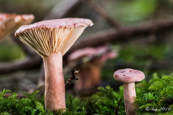 Paddestoelen 2016-8712