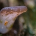 Paddestoelen 2016-8730