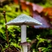 Paddestoelen 2016-8739