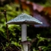 Paddestoelen 2016-8740