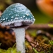 Paddestoelen 2016-8741