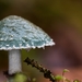 Paddestoelen 2016-8743