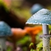 Paddestoelen 2016-8744