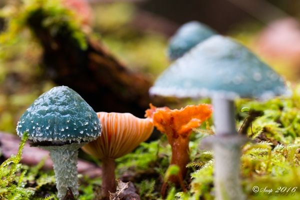 Paddestoelen 2016-8745