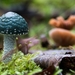 Paddestoelen 2016-8749