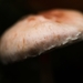 Paddestoelen 2016-8751